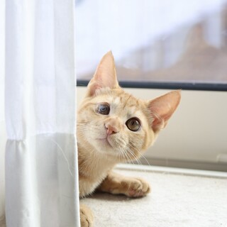 片目見えないけど問題なし！人懐っこい男の子