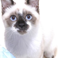 猫の譲渡会in神戸三宮 ¨ 猫のミーナ ¨ サムネイル2