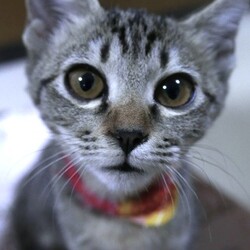 猫の譲渡会in神戸三宮 ¨ 猫のミーナ ¨ サムネイル3