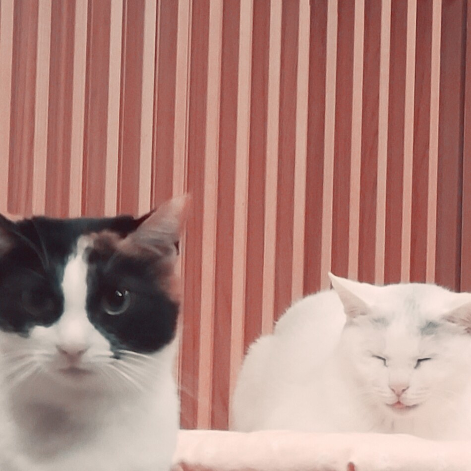 寧々のカバー写真