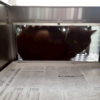 崖っぷち猫38番♂️ 期限あり