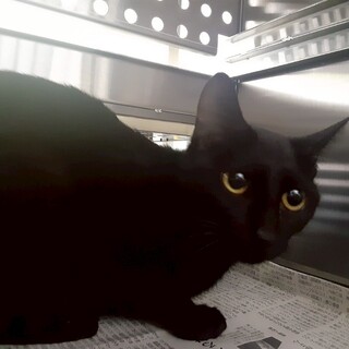 崖っぷち41番♀️　期限あり