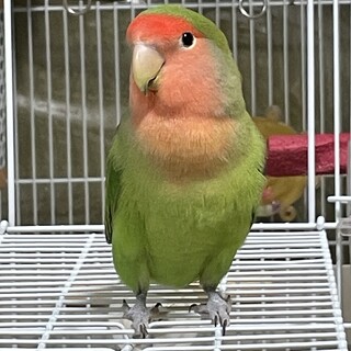 7ヶ月のノーマルコザクラインコです