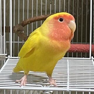 1際7ヶ月のコザクラインコルチノー