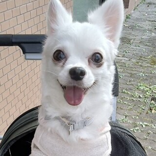 自分だけを見つめてチワワのフラ６歳