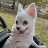 チワワのフラ６歳　トライアル仲介 サムネイル2