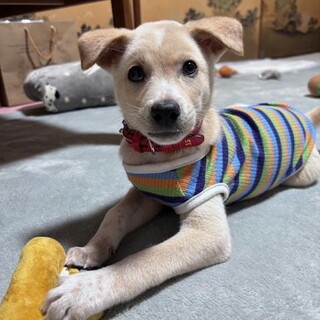 人が大好き甘えん坊のオス子犬