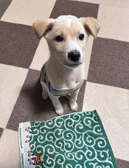 人が大好き甘えん坊のオス子犬 サムネイル3