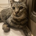 人懐っこい甘えん坊のキジ猫君
