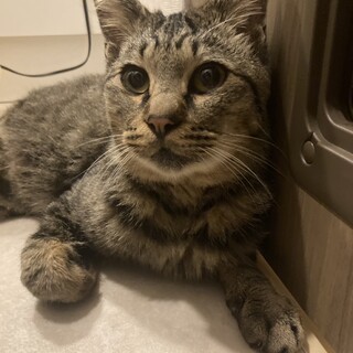 人懐っこい甘えん坊のキジ猫君