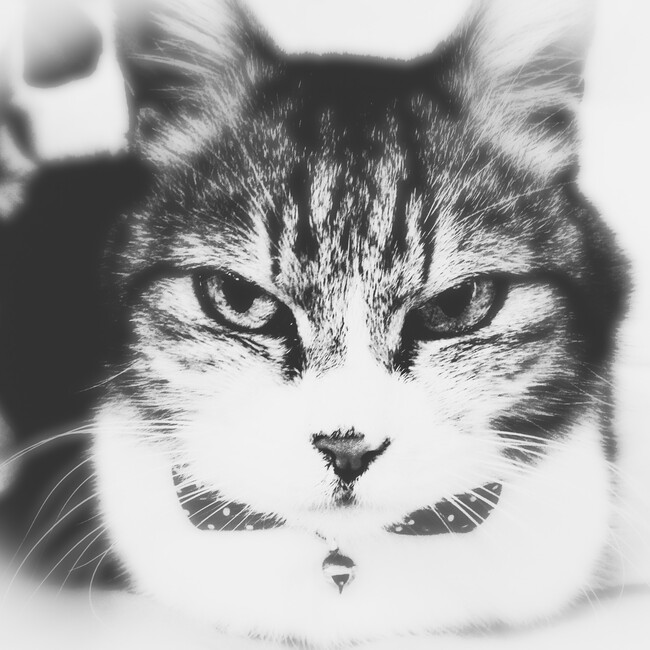 Torakoronyankoのカバー写真