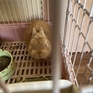 ネザーランドドワーフの男の子です！