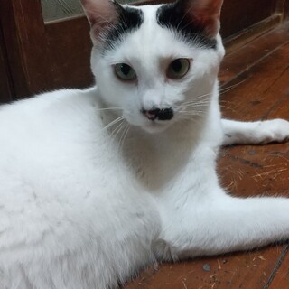 ハリキリボーイ、がんばるくん♪