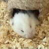 くまがや
