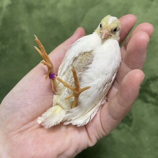 （一時停止）ひめうずら　生後３週間