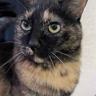 甘えん坊で癒されるメス猫