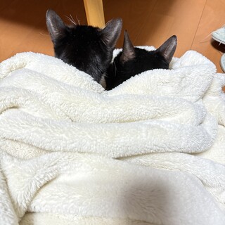 ずっと一緒のおうちを探しています