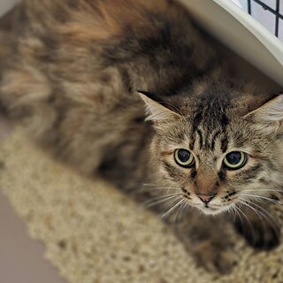 ちゅ〜るの間は撫でてもいいよラプンツェルちゃん