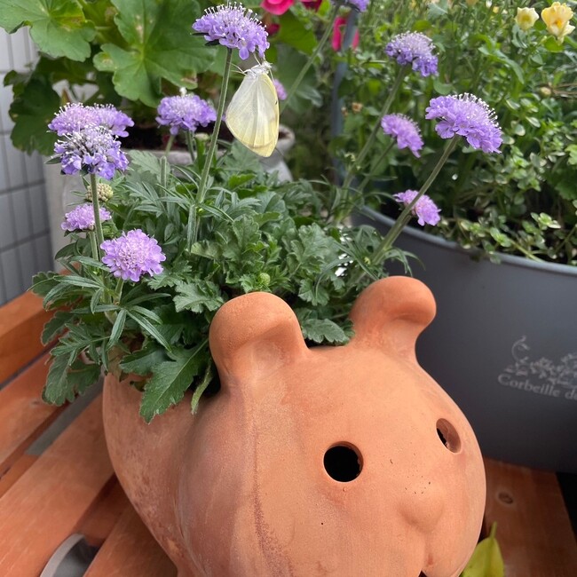 アオイモモノキのカバー写真