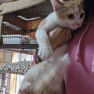 綺麗な毛色と可愛いお顔の甘えたさん　なるちゃん