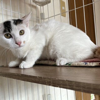 トライアル決定/茶色のしっぽがかわいい/ラパン