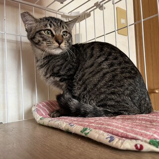 丸顔甘えたな大人しい性格/ルークス