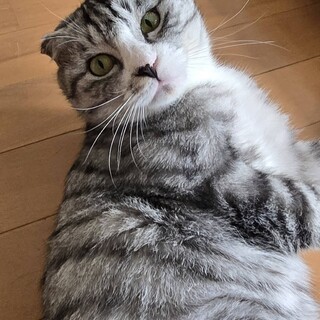 ひとりっ子希望の甘えん坊　銀次くん