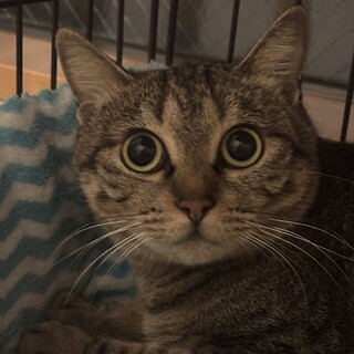 地域猫からおうちの猫さんに/ひなげしちゃん