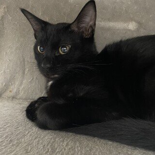 慎重派だけど食いしん坊/ヘクター