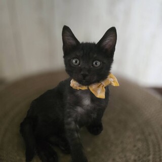 すくすくやんちゃに成長中！ヴェン