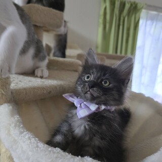 おっとりマイペースな癒し系ロックス