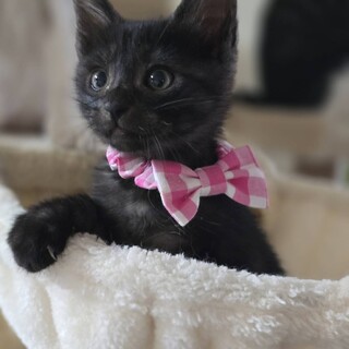 子猫☆中毛ハチワレ☆富士」愛知県 - 猫の里親募集(473284) 1枚目の