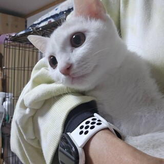 ママとはぐれて餓死寸前だった白雪ちゃん