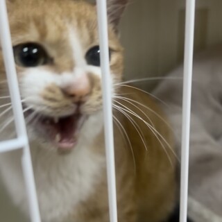 茶白オス鍵しっぽ