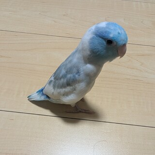 マメルリハの飼い主を募集します