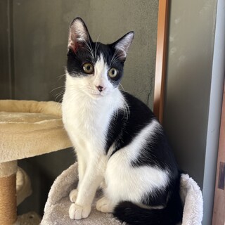 【白黒ハチワレ】