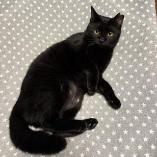 人間大好き猫も好き　クロミちゃん