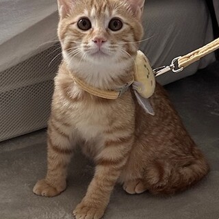 甘えん坊男の子ラム