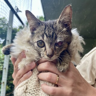 多頭繁殖のTNR現場で保護した３ヶ月の兄妹