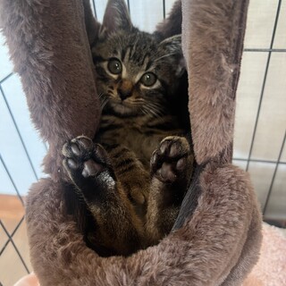 保護猫里親募集