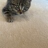 保護猫里親募集 サムネイル2