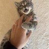 保護猫里親募集 サムネイル3