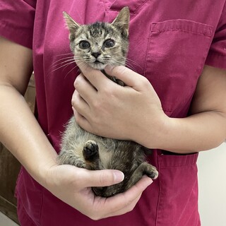 多頭繁殖のTNR現場で保護した３ヶ月の兄妹