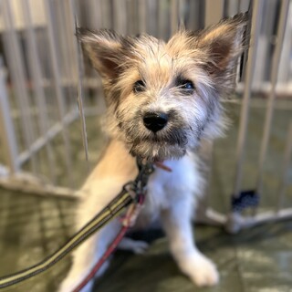 シャイでおとなしい子。お散歩練習中