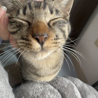 8ヶ月去勢済　甘えん坊のキジトラくん