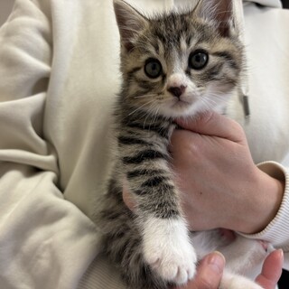 トライアル決定！美形兄妹♡ キジ白猫　ヤン君