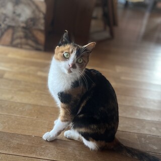 三毛猫　推定6ヶ月