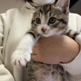 トライアル決定！美形兄妹♡キジ白　ユイちゃん