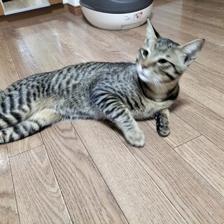 好奇心旺盛やんちゃなオス猫