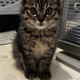 可愛い　コノハくん